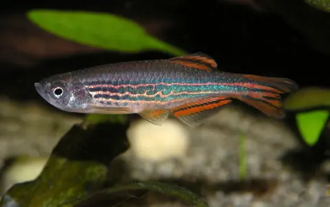 Danio kyathit