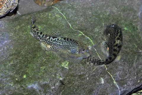 Sewellia sp. 'SEW04'
