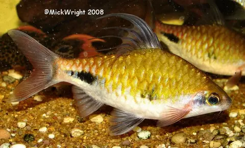 Dawkinsia assimilis