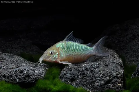 闪光弓背鲶
