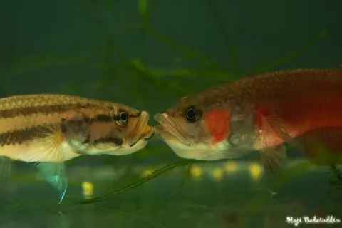 大口抟鱼
