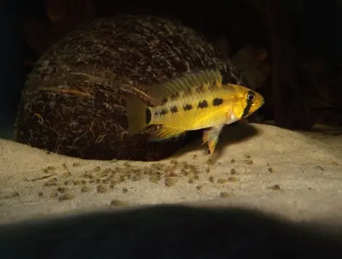 Apistogramma paulmuelleri