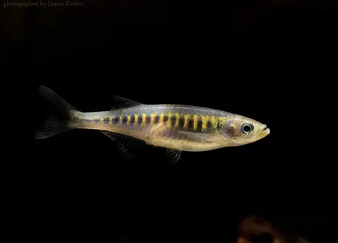 紫金非鲤