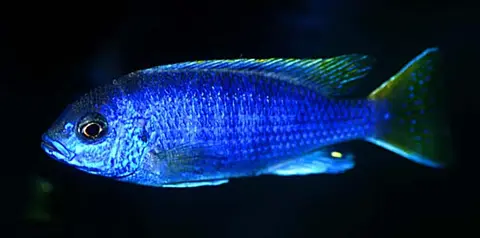 Pseudotropheus sp. 'acei'