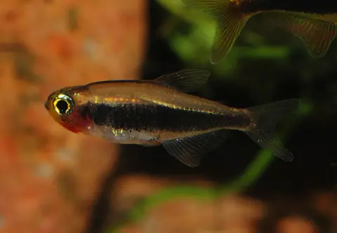 Tucanoichthys tucano
