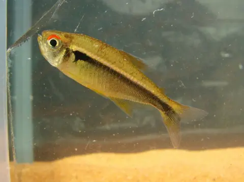 黑莲灯