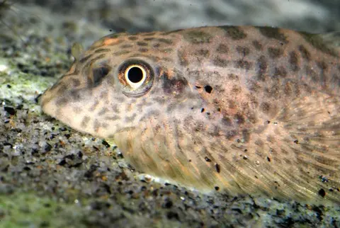 Sewellia speciosa