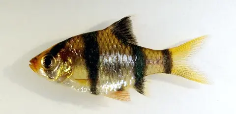 虎皮鱼