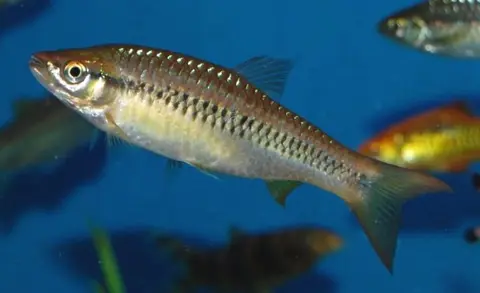 Rasbora cf. dandia