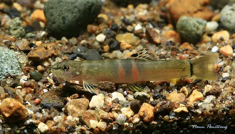 Schistura cf. balteata