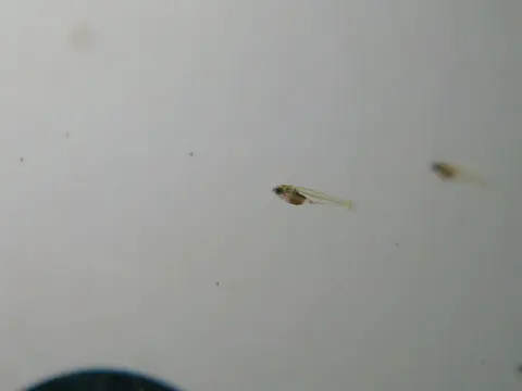 Microdevario kubotai