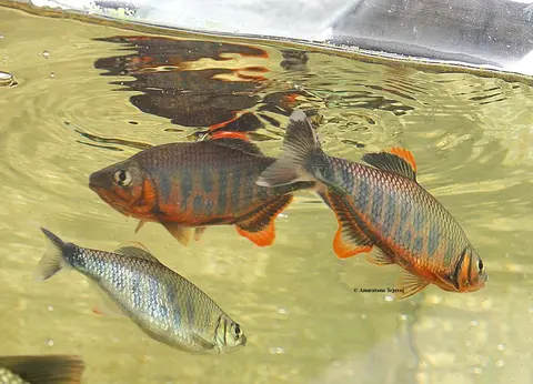 Barilius ardens