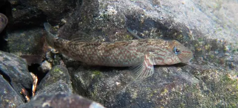 Rhinogobius sp. 'CB'
