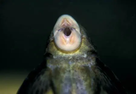 Hypostomus sp.