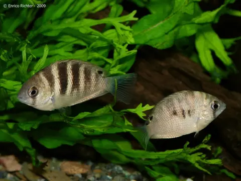 Etroplus canarensis