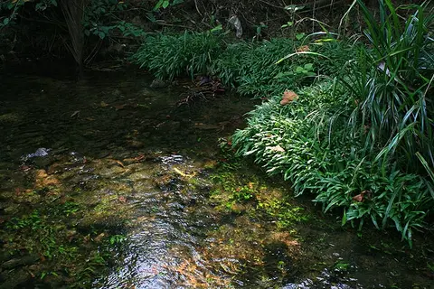 Badis siamensis