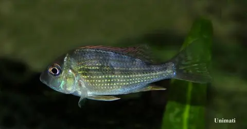 Geophagus sp. 'Pindaré'