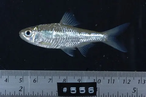 Mystacoleucus greenwayi