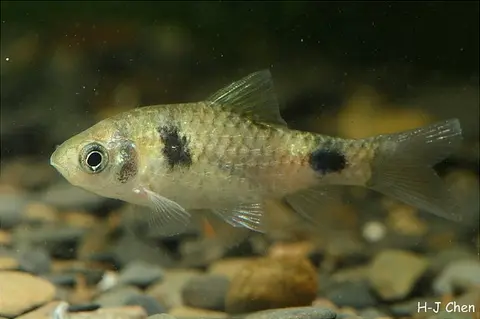 Pethia tiantian