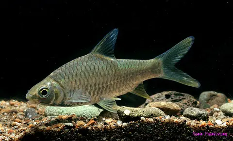 Hypsibarbus salweenensis