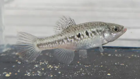 Cualac tessellatus