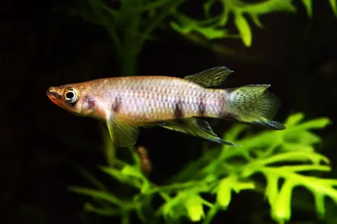 红颏扁鮰