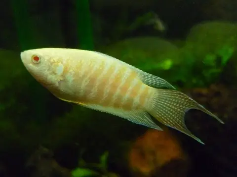 叉尾斗鱼