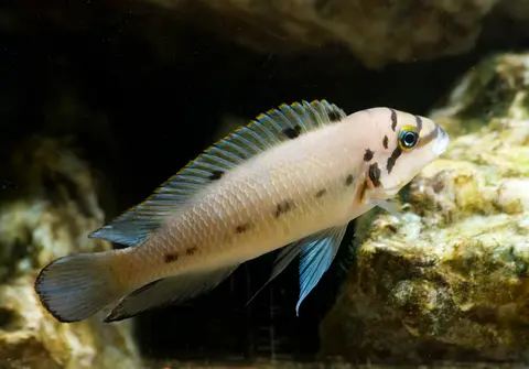 Chalinochromis sp. 'ndobhoi'