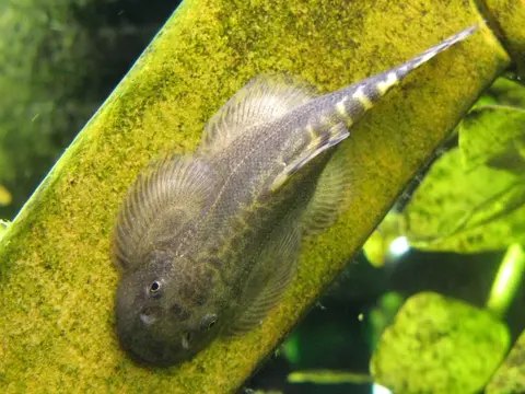 埔里华吸鳅