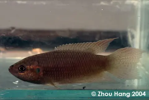 香港斗鱼