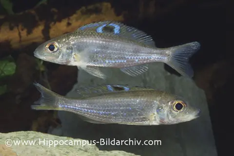 Ectodus descampsii