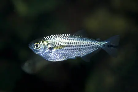 鳗形石斧脂鲤