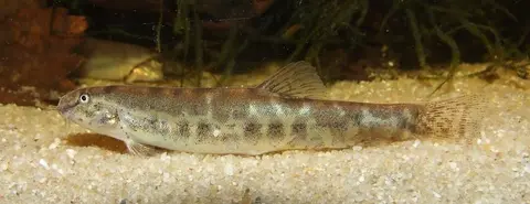 Lepidocephalichthys sp. 'LE1'