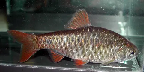 Pethia manipurensis
