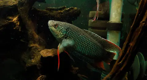 Macropodus erythropterus