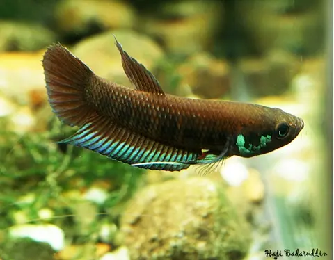 Betta krataios