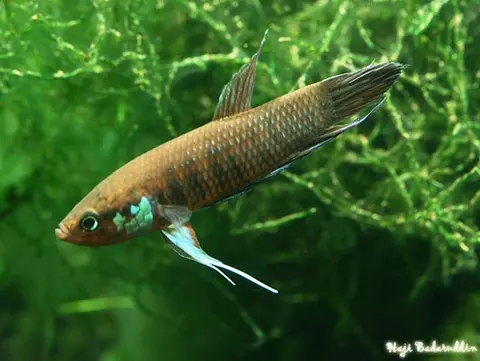 Betta krataios