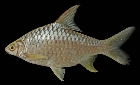 Hypsibarbus lagleri