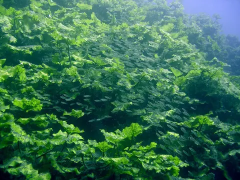 Cualac tessellatus