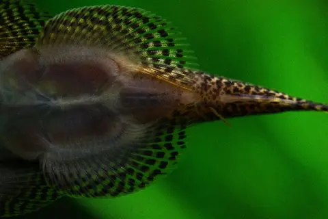 Sewellia albisuera