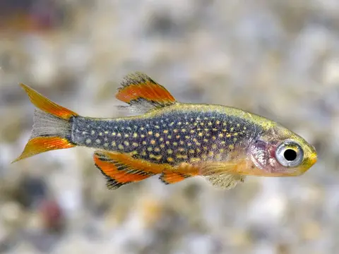 银河斑马