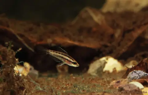 Parosphromenus alfredi