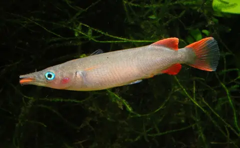 Oryzias wolasi