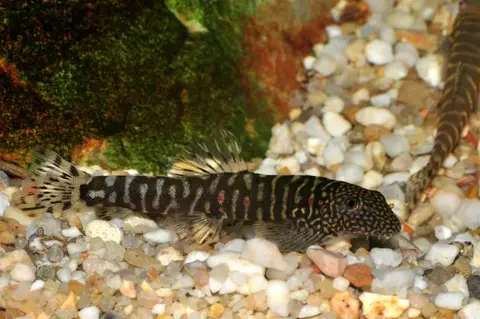 Erromyzon sp. 'ER02'