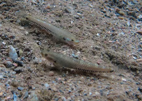 Stiphodon alcedo