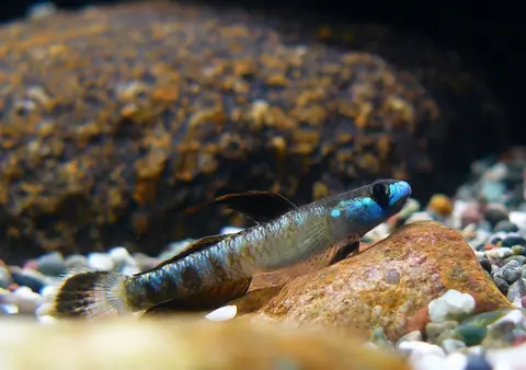 黑鳍枝牙鰕虎