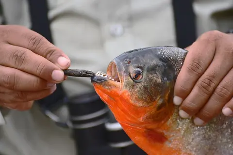 红腹食人鱼