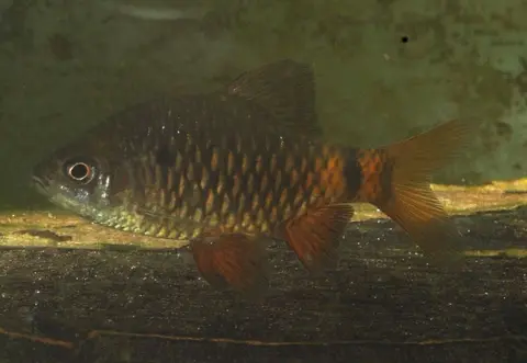 Pethia nigripinnis