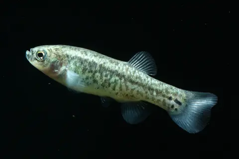 Esmaeilius arakensis