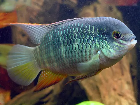Laetacara fulvipinnis
